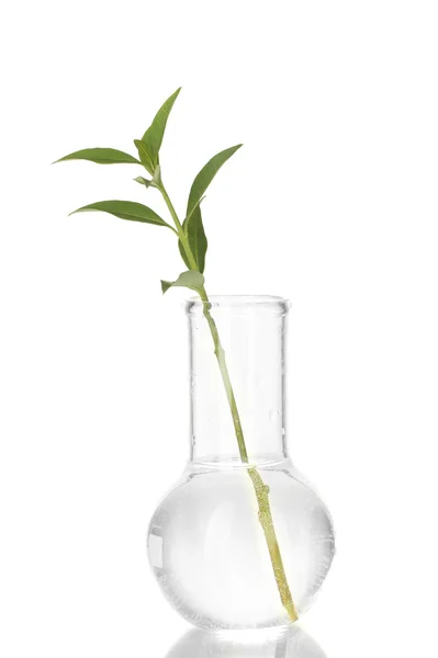 Tube à essai avec une solution transparente et la plante isolée sur fond blanc gros plan — Photo