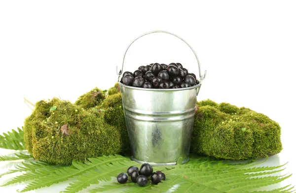 Blueberries in bucket on moss and fern background close-up — Stock Photo, Image