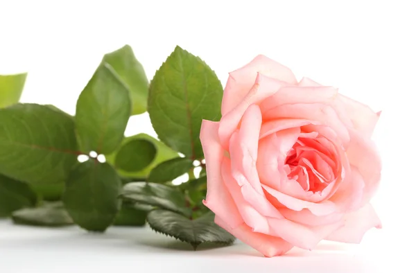 Ροζ τριαντάφυλλο απομονωμένο σε λευκό — Φωτογραφία Αρχείου