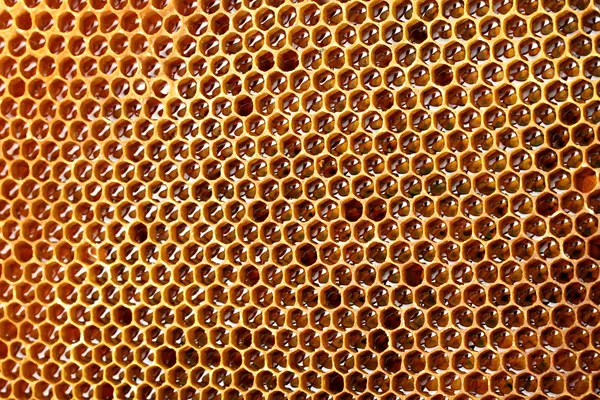 Yellow beautiful honeycomb with honey, background — Stock Photo, Image