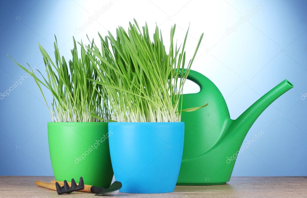 Beautiful grass in a flowerpots, watering can and garden tools on wooden table on blue background