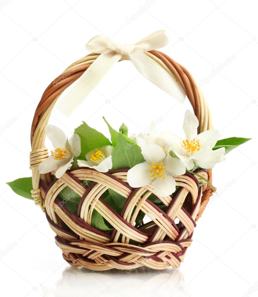 Beautiful jasmine flowers with leaves in basket, isolated on white