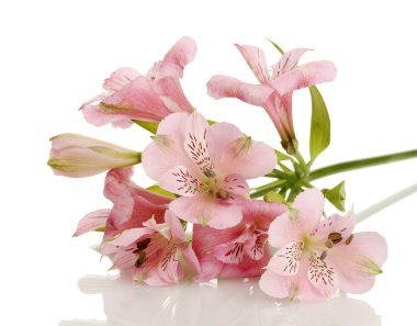 beyaz izole alstroemeria pembe çiçekler