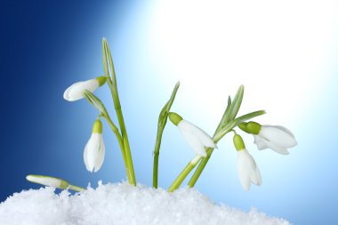 Beautiful snowdrops in snow on blue background clipart