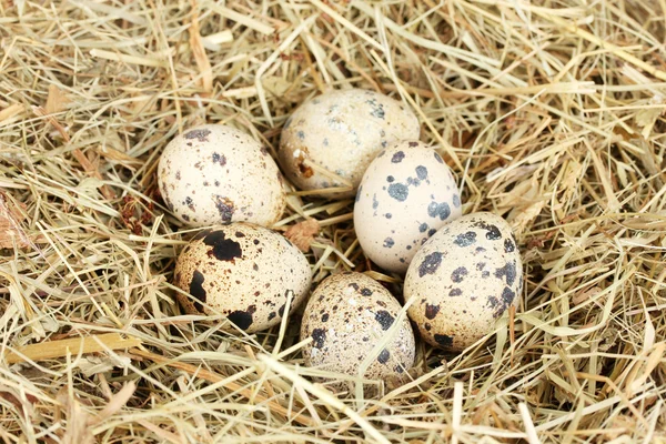 Křepelčí vejce v hnízdě sena zblízka — Stock fotografie
