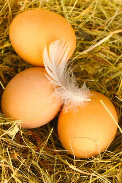 棕色鸡蛋在巢里的干草特写 — 图库照片
