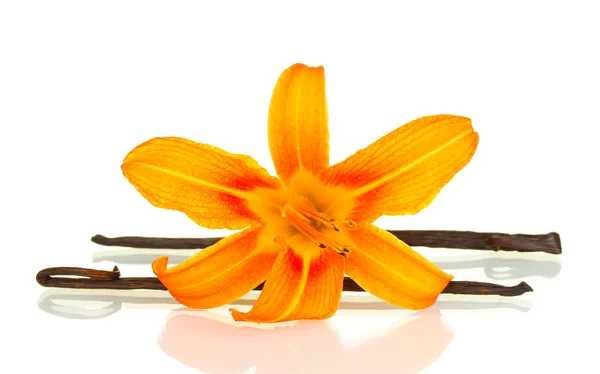 Çiçekli beyaz izole vanilya pods — Stok fotoğraf