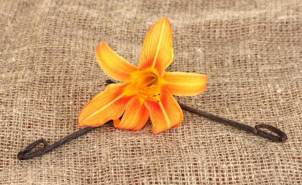 Çiçek tuval zemin üzerine vanilya pods — Stok fotoğraf