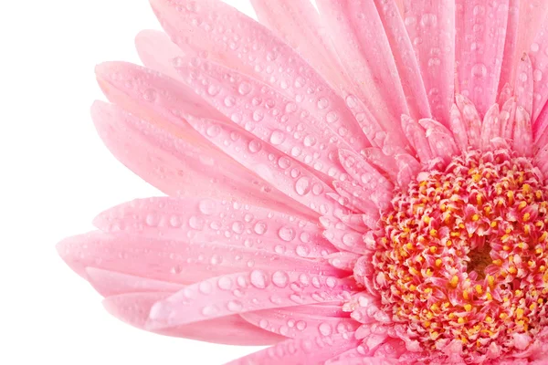 Schöne rosa Gerbera mit Tropfen isoliert auf weiß — Stockfoto