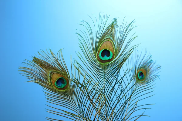 Peacock veren op blauwe achtergrond — Stockfoto