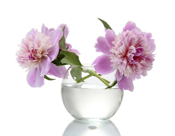 Розовые пионы цветы в вазе изолированы на белом — стоковое фото