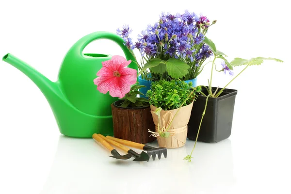 Gieter, gereedschappen en installaties in bloempot geïsoleerd op wit — Stockfoto