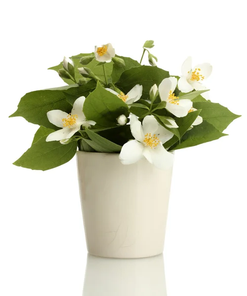 Piękne kwiaty jaśminu w wazonie na białym tle — Zdjęcie stockowe