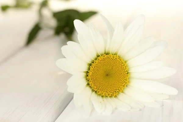 Delicate daisy on white wooden table close-up — Stock Photo, Image