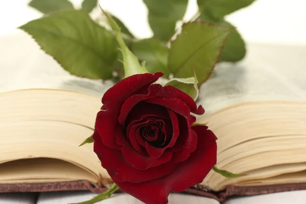 鲜艳的红玫瑰上打开的书特写 — 图库照片