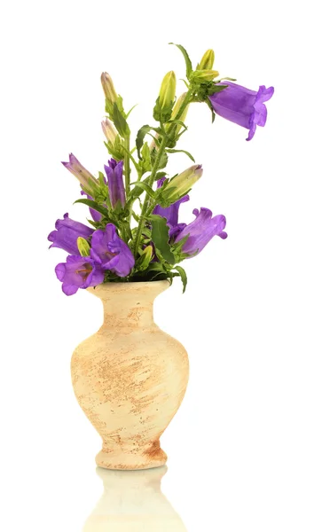 Blue bell flowers in vase isolated on white — Stock Photo, Image