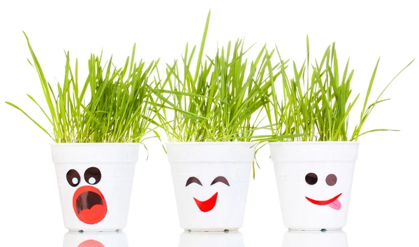 Een potten van gras geïsoleerd op wit — Stockfoto