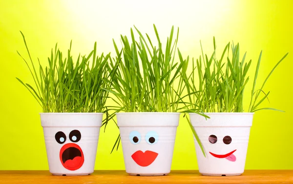 A pots of grass on green background — Stock Photo, Image