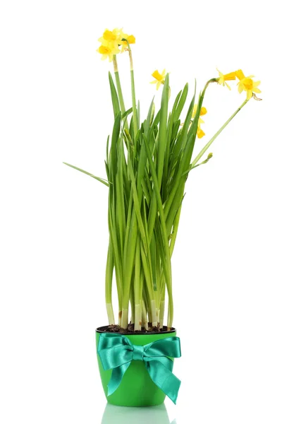 Beautiful yellow daffodils in a flowerpot isolated on white — Stock Photo, Image