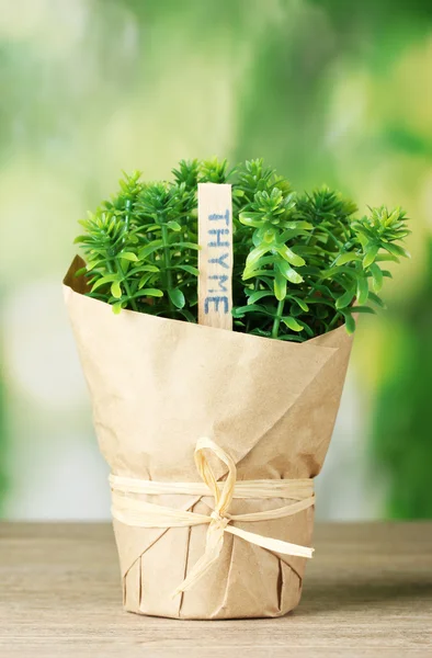 Planta de hierba de tomillo en maceta con hermosa decoración de papel sobre mesa de madera sobre fondo verde — Foto de Stock