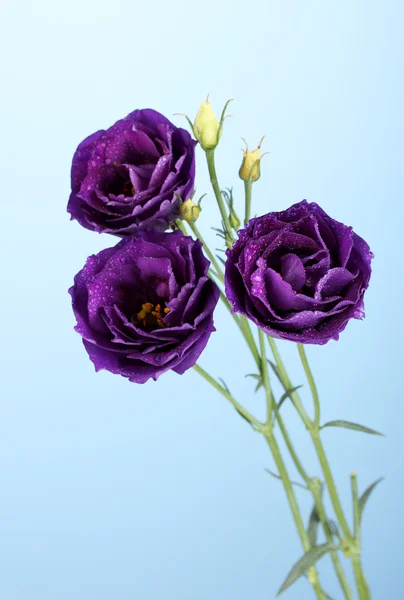 青色の背景に紫のトルコギキョウ — ストック写真