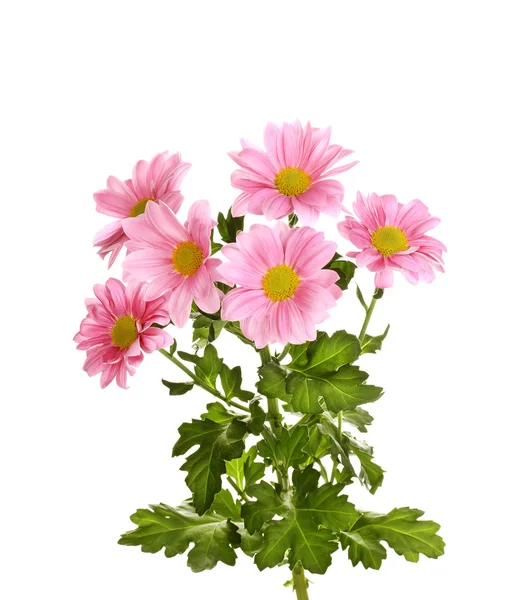 Pink chrysanthemum flowers isolated on white — Stock Photo, Image