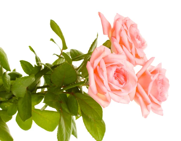 Roze rozen geïsoleerd op wit — Stockfoto