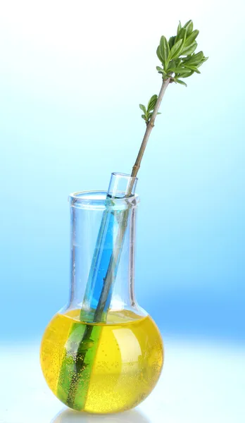 Laboratory glassware with color liquid and genetically modified plant on blue background — Stock Photo, Image