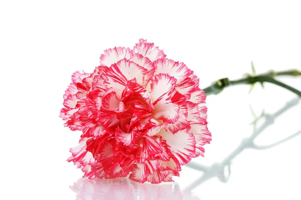Dos rosa hermoso clavel aislado en blanco — Foto de Stock