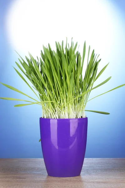 Bela grama em um vaso na mesa de madeira no fundo azul — Fotografia de Stock