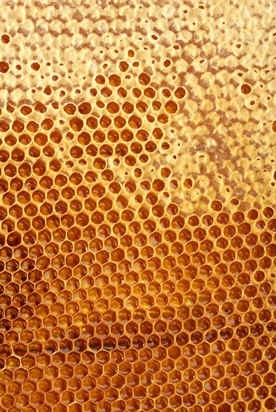Giallo bel favo con miele, sfondo — Foto Stock