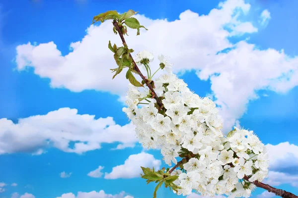 Beautiful cherry blossom on blue sky background — Stock Photo, Image
