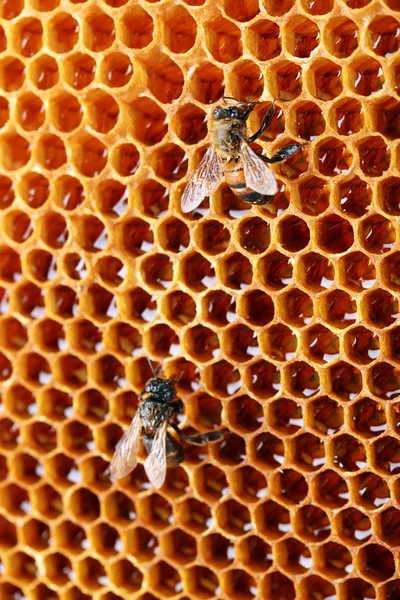 Sárga gyönyörű méhsejt méz és a méh, a háttér — Stock Fotó
