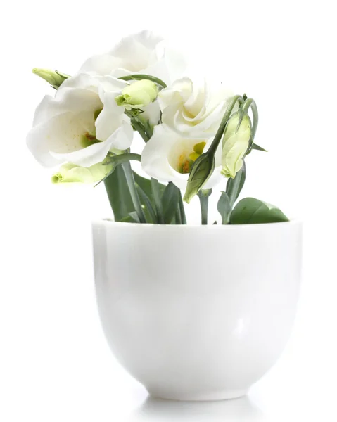 孤立在白色的花瓶里的美丽春天的花朵 — 图库照片