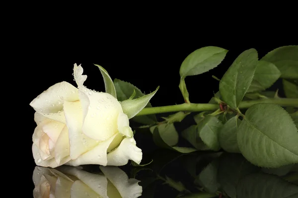 Cream rose isolated on black — Stock Photo, Image