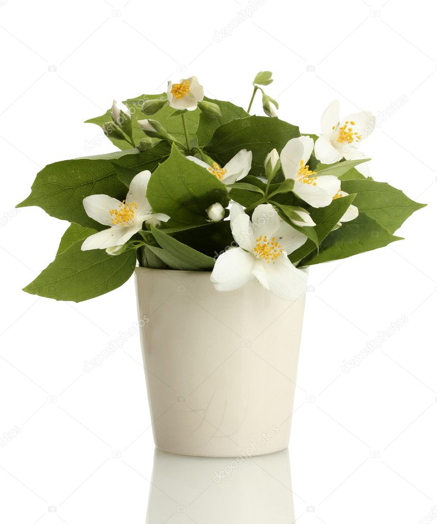 Beautiful jasmine flowers in vase isolated on white — Stock Photo