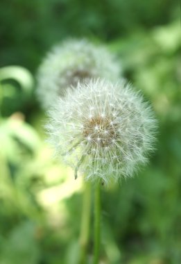 Yeşil arkaplanda beyaz karahindiba