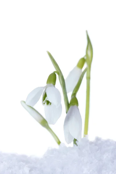 Beautiful snowdrops in snow isolated on white — Stock Photo, Image