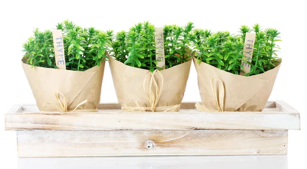 Tymianek zioło rośliny w doniczkach z papier piękny wystrój na drewniany stojak na białym tle — Zdjęcie stockowe