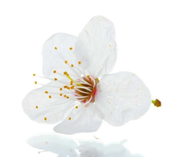 Bela flor de cereja isolada no branco — Fotografia de Stock