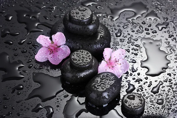 Spa kamienie krople i sakura różowe kwiaty na szarym tle — Zdjęcie stockowe