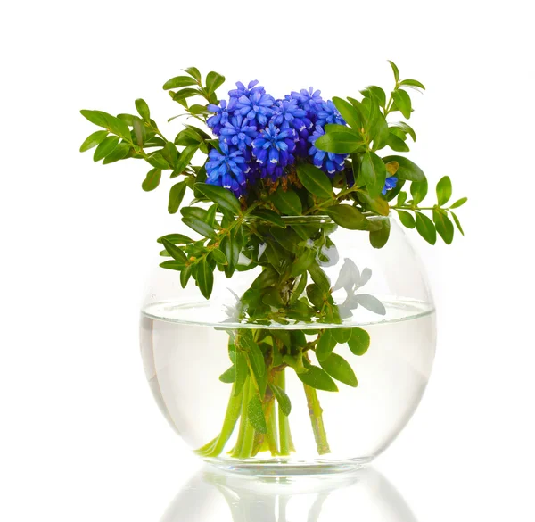 Muscari - hyacint i vas isolerad på vit — Stockfoto