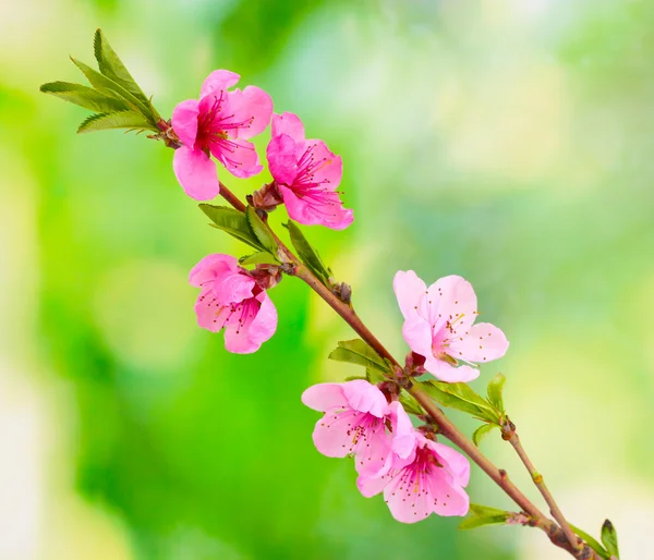 Όμορφο ροζ άνθος ροδάκινο σε πράσινο φόντο — Φωτογραφία Αρχείου