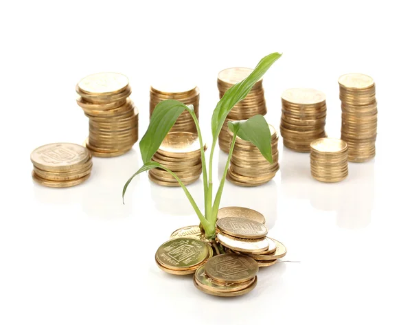 Golden coins and plant isolated on white — Stock Photo, Image