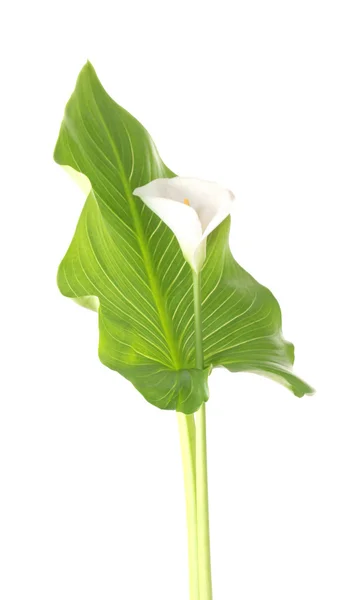 Biały callas liść na białym tle — Zdjęcie stockowe
