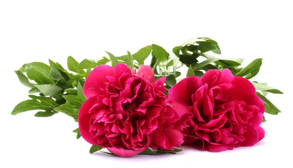 Piękne różowe piwonie na białym tle — Zdjęcie stockowe