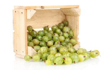 Green gooseberry in crate isolated on white clipart