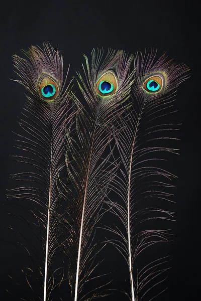 Peacock feathers on black background — Stock Photo, Image