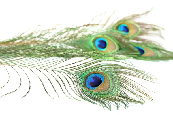 Peacock feathers on white background — Stock Photo, Image
