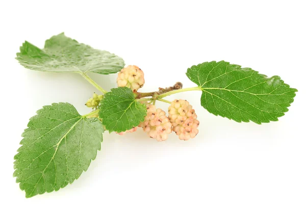 Mulberry galho isolado no fundo branco close-up — Fotografia de Stock